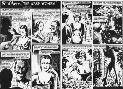 Sir Darcy and the WASP Women